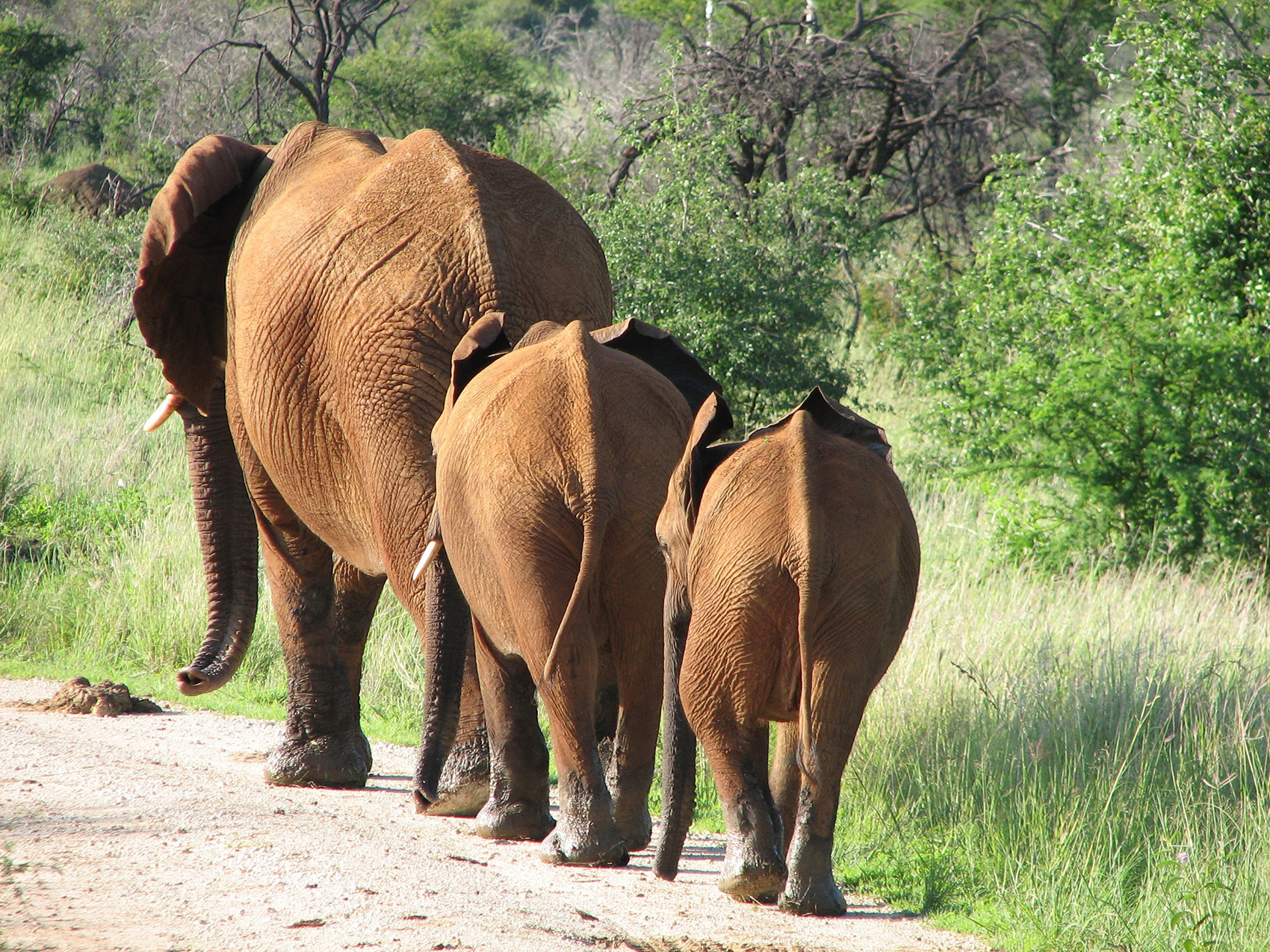 antelope, bird life, predators, lion, leopard