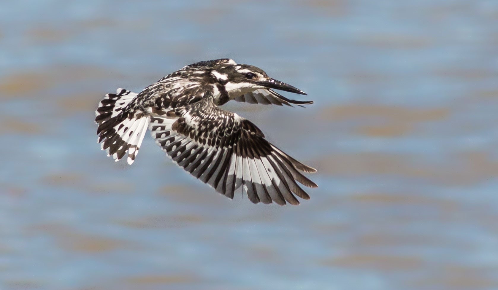 lodge with amazing animal life. 5 Star