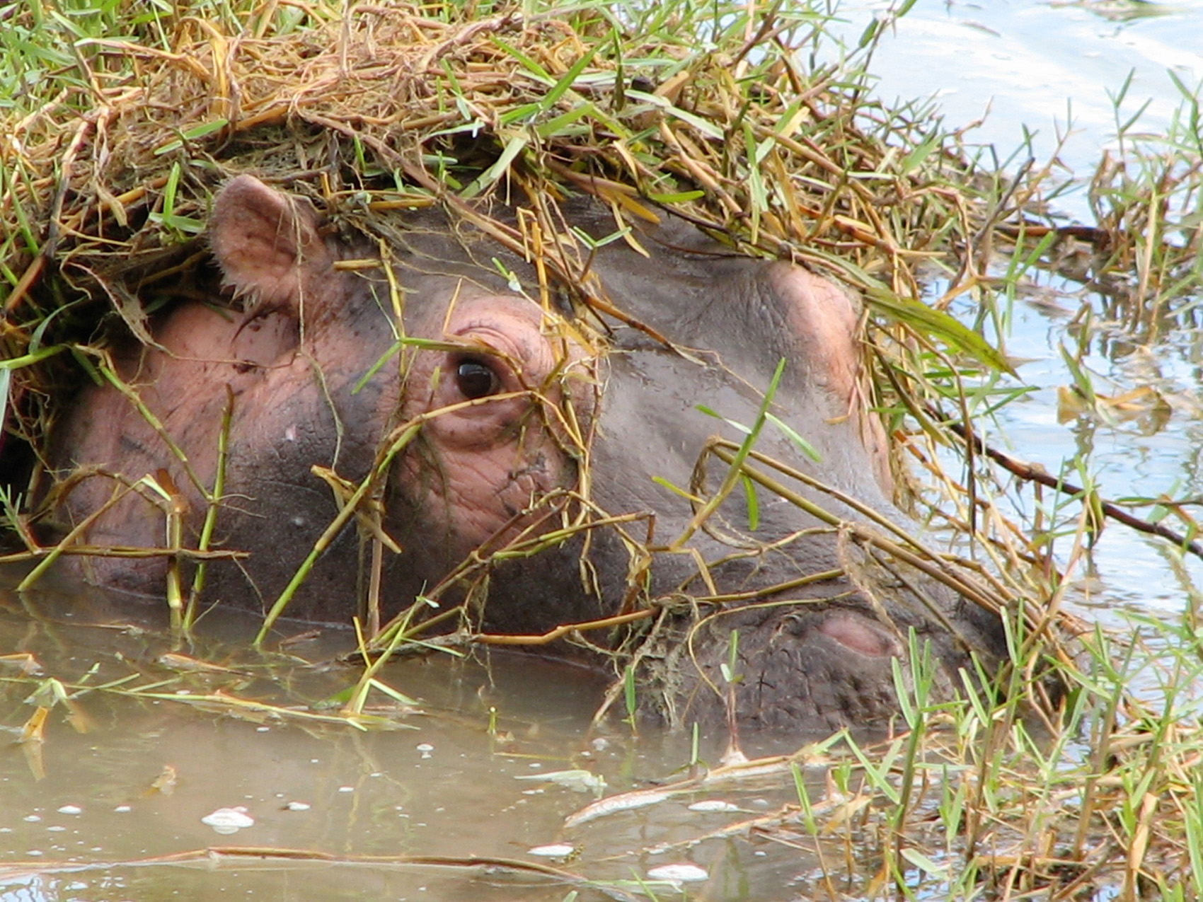 5 Star Nature; Big 5, antelope, bird