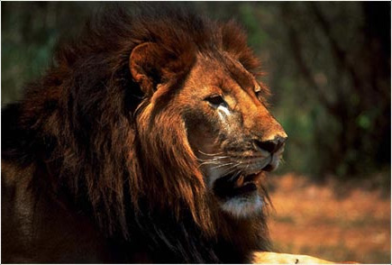 Tau Game Lodge, a South African luxury